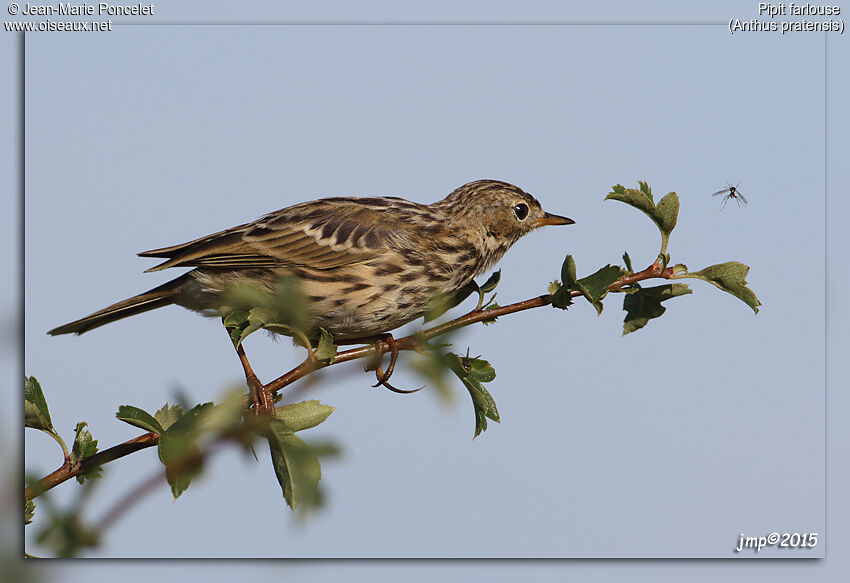 Meadow Pipit