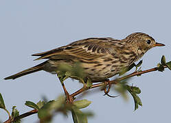 Meadow Pipit