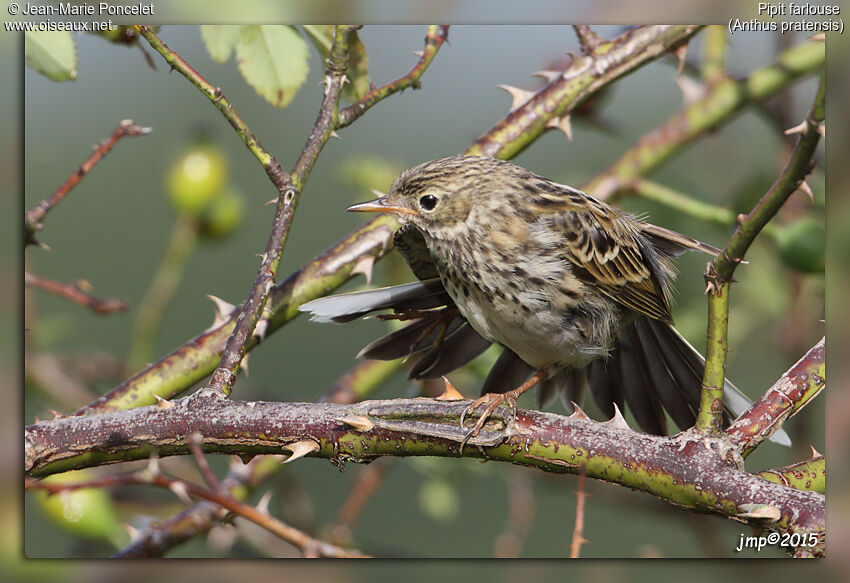 Meadow Pipit