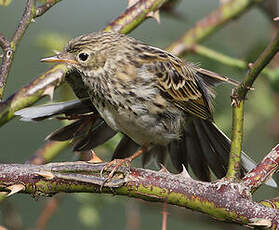 Pipit farlouse