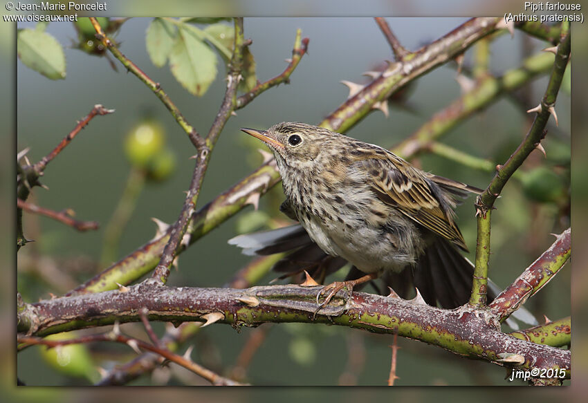 Pipit farlouse