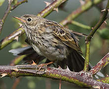 Pipit farlouse