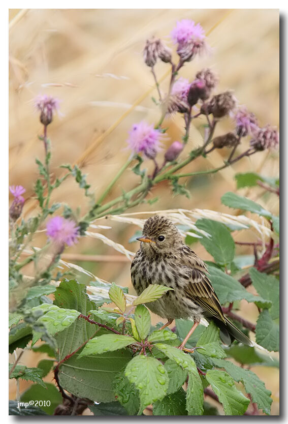 Pipit farlouse