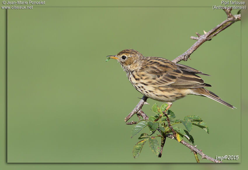 Pipit farlouse