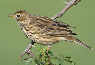 Pipit farlouse