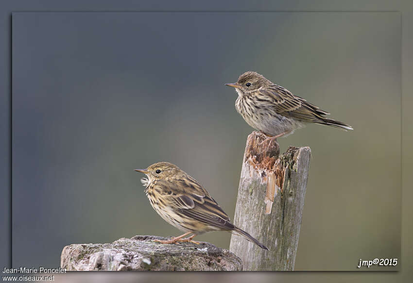 Pipit farlouse, pigmentation, Comportement