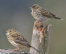 Pipit farlouse