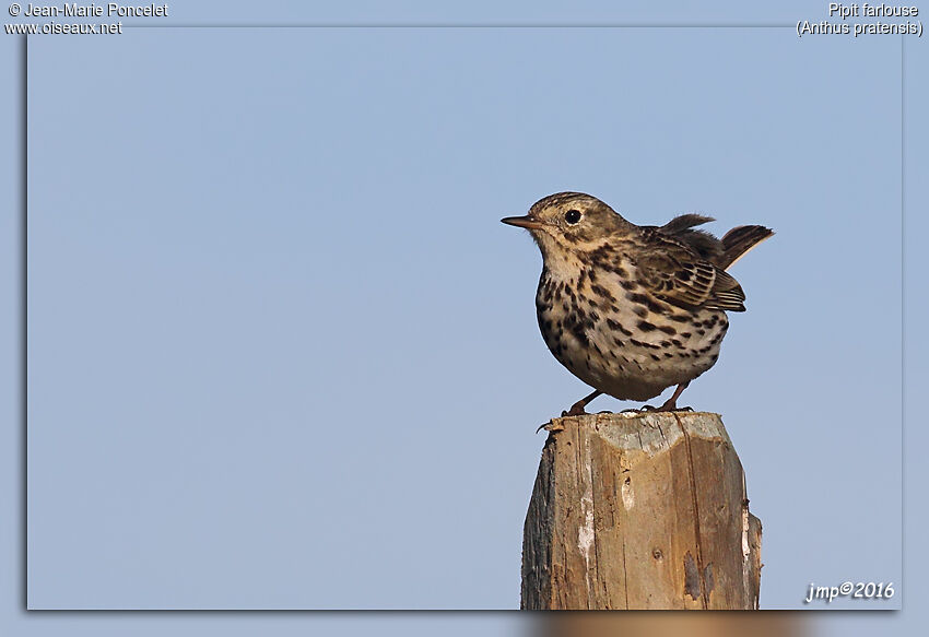 Pipit farlouse