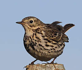 Pipit farlouse