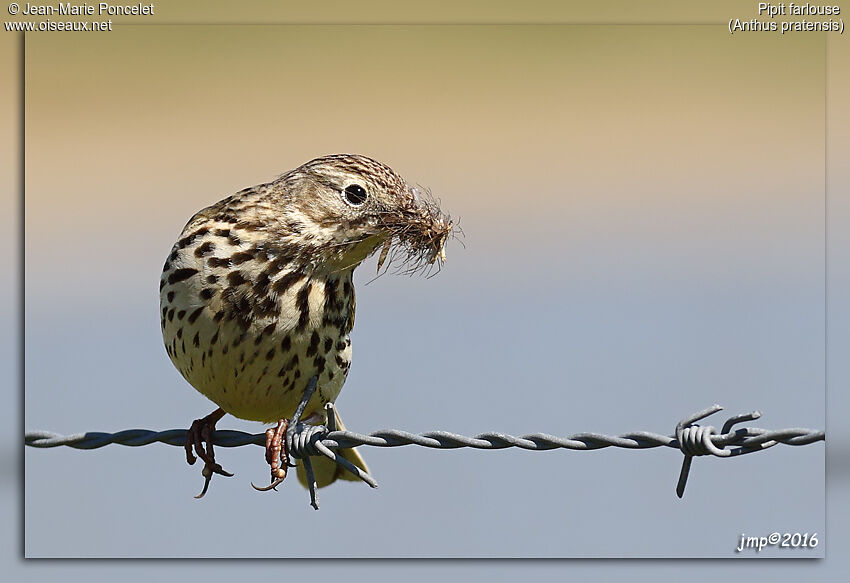 Pipit farlouse