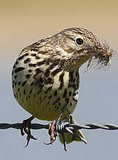 Pipit farlouse