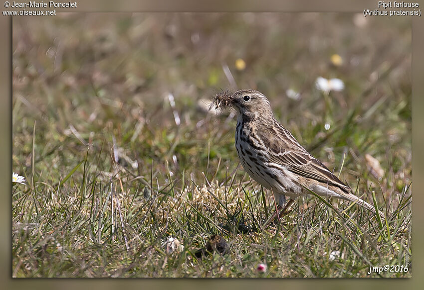 Pipit farlouse