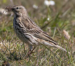 Pipit farlouse