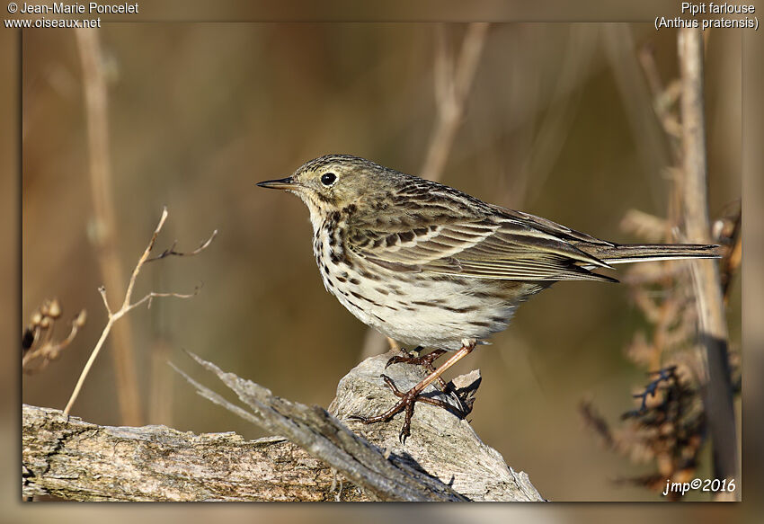 Pipit farlouse