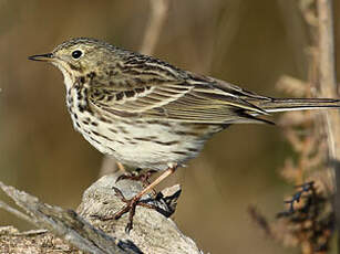 Pipit farlouse