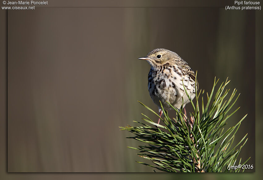 Pipit farlouse