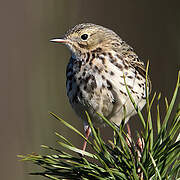 Pipit farlouse