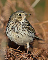 Pipit farlouse