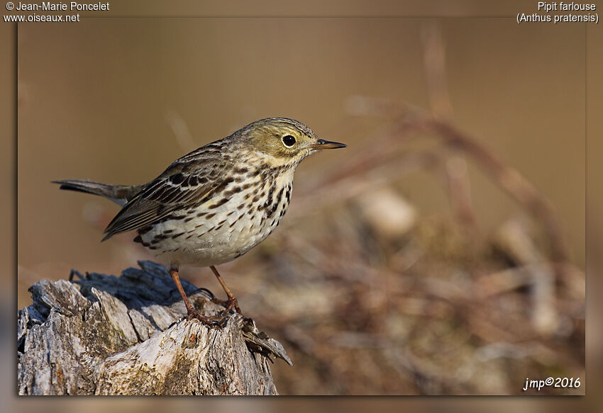 Pipit farlouse