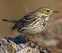 Pipit farlouse