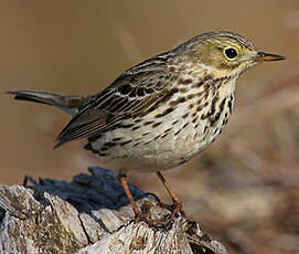 Pipit farlouse