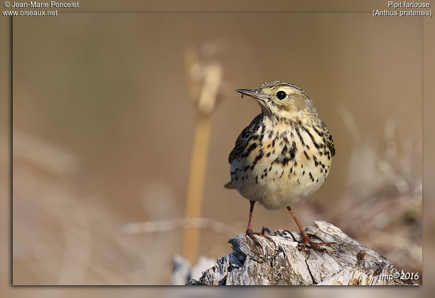 Pipit farlouse