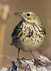 Pipit farlouse