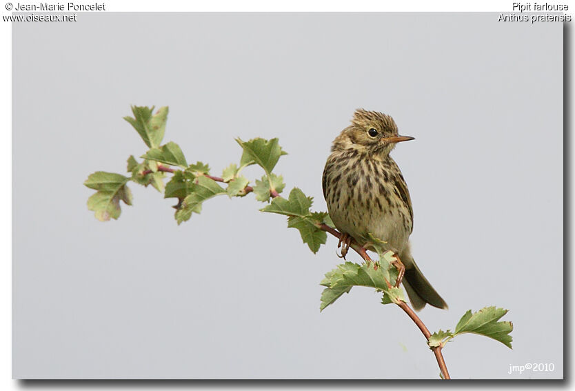 Pipit farlouse