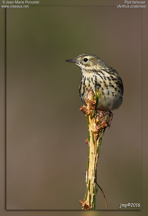 Meadow Pipit