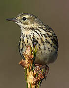 Meadow Pipit