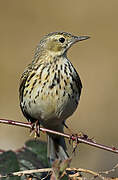 Pipit farlouse