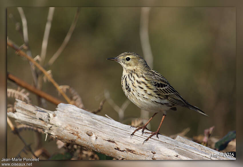 Meadow Pipitadult, pigmentation