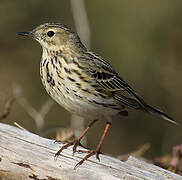 Pipit farlouse