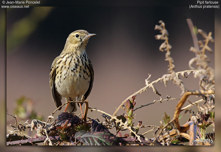 Pipit farlouse