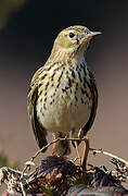 Pipit farlouse