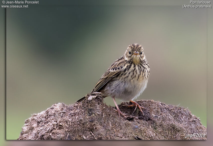 Meadow Pipit