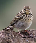 Meadow Pipit