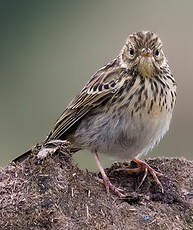 Pipit farlouse