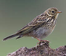 Meadow Pipit