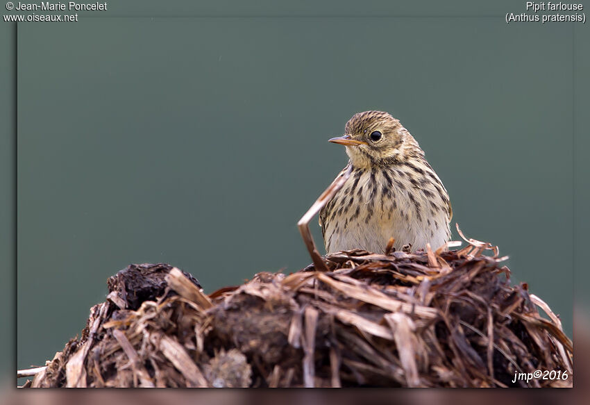 Pipit farlouse