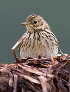 Meadow Pipit