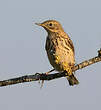 Pipit farlouse