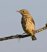 Meadow Pipit