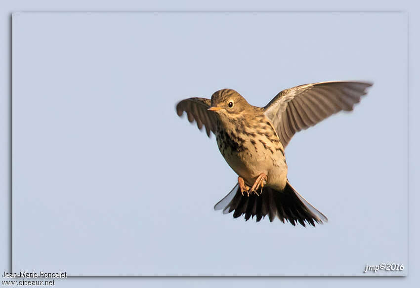 Pipit farlouseadulte, Vol