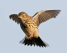 Meadow Pipit