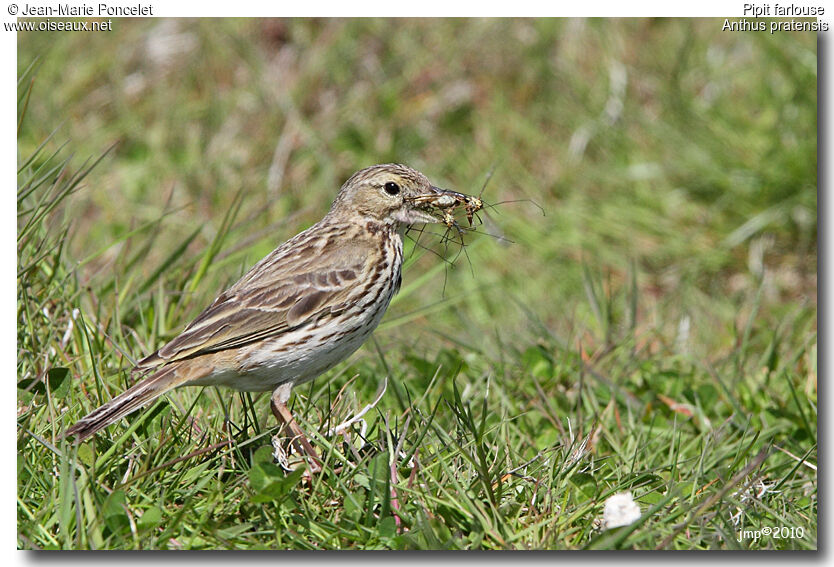 Pipit farlouse