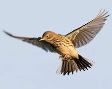 Pipit farlouse