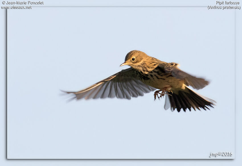 Meadow Pipit