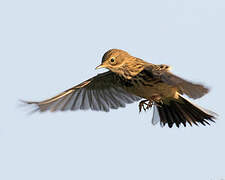 Pipit farlouse