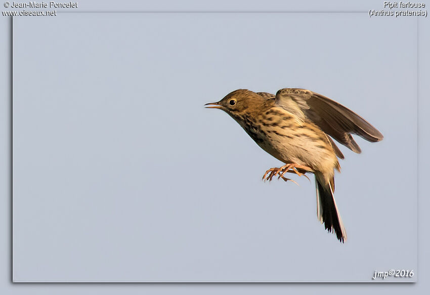 Meadow Pipit